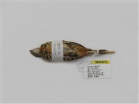 藏品(棕三趾鶉)的圖片